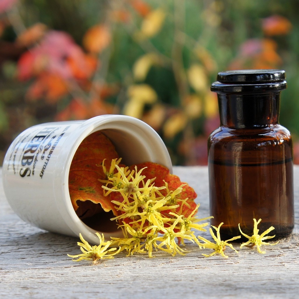 Ekstrakt z oczaru wirginijskiego