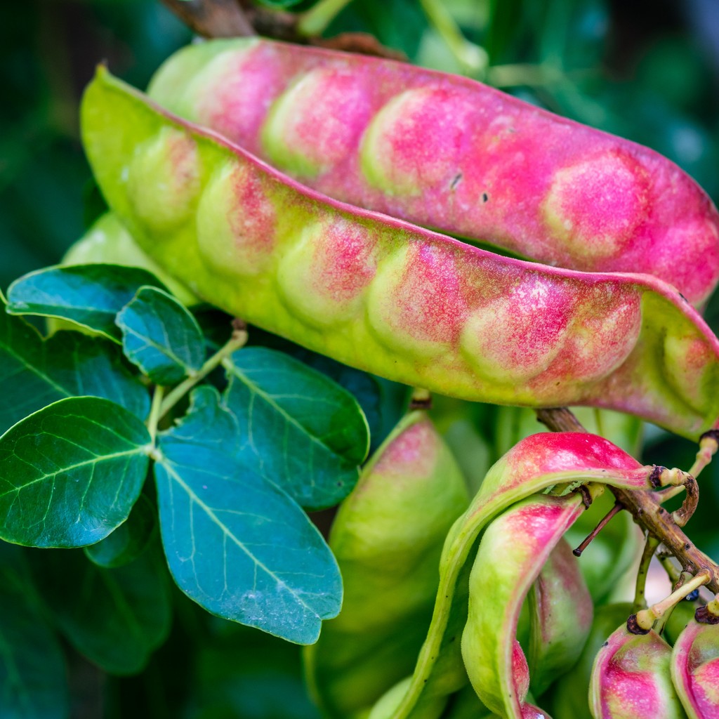 Roślina Tara - Hydromanil
